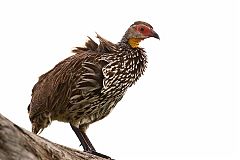 Yellow-necked Francolin